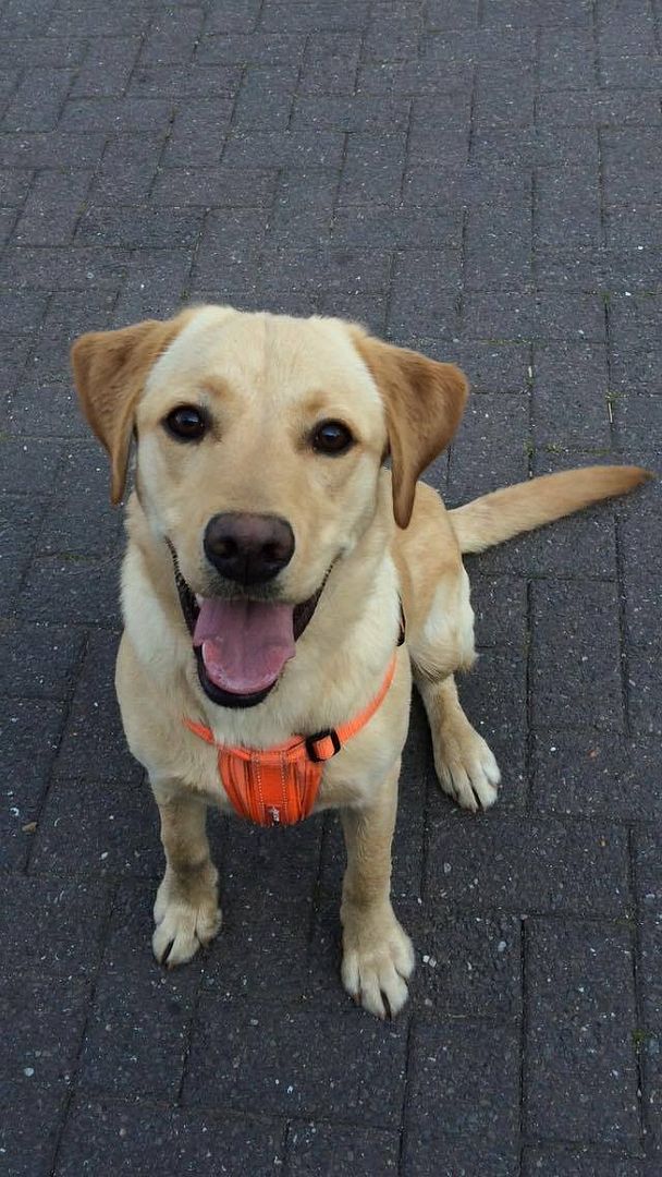 K10 Marley, 10 month old Lab/Retriever Friends of the Dogs (Wales)